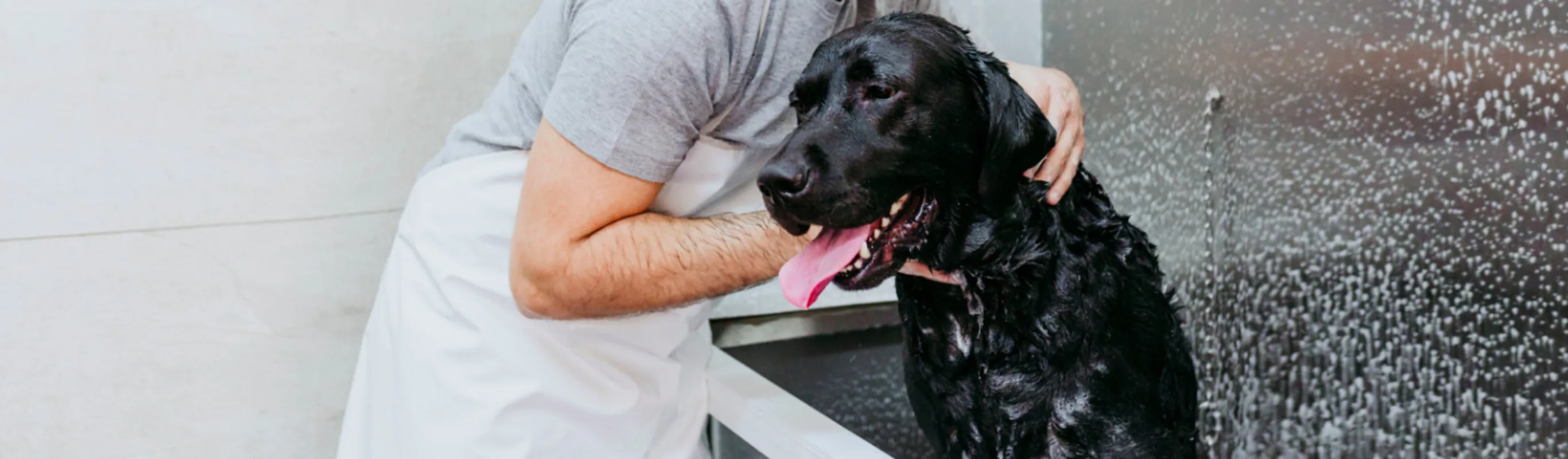 Groomer Washing a Black Labrador Dog